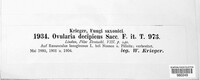 Ovularia decipiens image